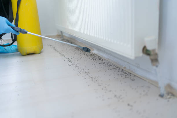 Best Flea Control Services  in De Witt, NY